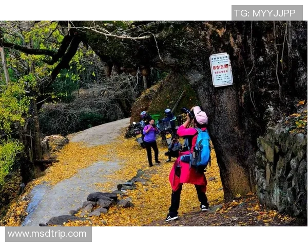 追逐梦想与爱恋如何成功赢得心仪足球明星的芳心